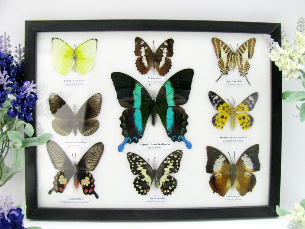 9 echte tote präparierte Schmetterlinge als Sammlung A-blumei-02-b