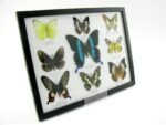 Wunderschöne Schmetterlingssammlung im Bilderrahmen mit 9 echten Schmetterlingen - A-09-blumei-02 – Bild 2