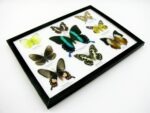 Wunderschöne Schmetterlingssammlung im Bilderrahmen mit 9 echten Schmetterlingen - A-09-blumei-02 – Bild 8