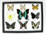 Wunderschöne Schmetterlingssammlung im Bilderrahmen mit 9 echten Schmetterlingen - A-09-blumei-03 – Bild 12