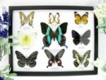 Wunderschöne Schmetterlingssammlung im Bilderrahmen mit 9 echten Schmetterlingen - A-09-blumei-03