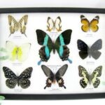 Wunderschöne Schmetterlingssammlung im Bilderrahmen mit 9 echten Schmetterlingen - A-09-blumei-03