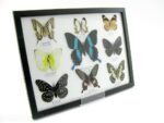 Wunderschöne Schmetterlingssammlung im Bilderrahmen mit 9 echten Schmetterlingen - A-09-blumei-03 – Bild 2