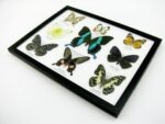 Wunderschöne Schmetterlingssammlung im Bilderrahmen mit 9 echten Schmetterlingen - A-09-blumei-03 – Bild 7