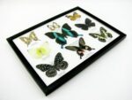 Wunderschöne Schmetterlingssammlung im Bilderrahmen mit 9 echten Schmetterlingen - A-09-blumei-03 – Bild 8