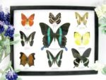 Wunderschöne Schmetterlingssammlung im Bilderrahmen mit 9 echten Schmetterlingen - A-09-blumei-04