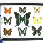 Wunderschöne Schmetterlingssammlung im Bilderrahmen mit 9 echten Schmetterlingen - A-09-blumei-04
