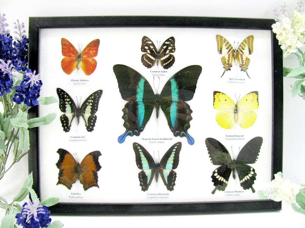 9 echte tote präparierte Schmetterlinge als Sammlung A-blumei-04-b