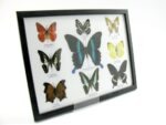 Wunderschöne Schmetterlingssammlung im Bilderrahmen mit 9 echten Schmetterlingen - A-09-blumei-04 – Bild 2