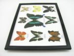 Wunderschöne Schmetterlingssammlung im Bilderrahmen mit 9 echten Schmetterlingen - A-09-blumei-04 – Bild 9