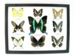 Wunderschöne Schmetterlingssammlung im Bilderrahmen mit 9 echten Schmetterlingen - A-09-blumei-05 – Bild 12