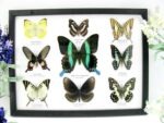 Wunderschöne Schmetterlingssammlung im Bilderrahmen mit 9 echten Schmetterlingen - A-09-blumei-05