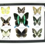 Wunderschöne Schmetterlingssammlung im Bilderrahmen mit 9 echten Schmetterlingen - A-09-blumei-05