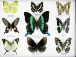 Wunderschöne Schmetterlingssammlung im Bilderrahmen mit 9 echten Schmetterlingen - A-09-blumei-05 – Bild 4