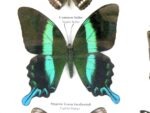 Wunderschöne Schmetterlingssammlung im Bilderrahmen mit 9 echten Schmetterlingen - A-09-blumei-05 – Bild 5