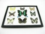 Wunderschöne Schmetterlingssammlung im Bilderrahmen mit 9 echten Schmetterlingen - A-09-blumei-05 – Bild 6