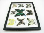 Wunderschöne Schmetterlingssammlung im Bilderrahmen mit 9 echten Schmetterlingen - A-09-blumei-05 – Bild 9
