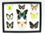 Wunderschöne Schmetterlingssammlung im Bilderrahmen mit 9 echten Schmetterlingen - A-09-blumei-06 – Bild 12