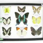 Wunderschöne Schmetterlingssammlung im Bilderrahmen mit 9 echten Schmetterlingen - A-09-blumei-06