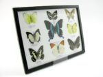 Wunderschöne Schmetterlingssammlung im Bilderrahmen mit 9 echten Schmetterlingen - A-09-blumei-06 – Bild 2