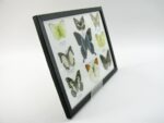 Wunderschöne Schmetterlingssammlung im Bilderrahmen mit 9 echten Schmetterlingen - A-09-blumei-06 – Bild 3