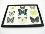 Wunderschöne Schmetterlingssammlung im Bilderrahmen mit 9 echten Schmetterlingen - A-09-blumei-06 – Bild 6