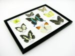Wunderschöne Schmetterlingssammlung im Bilderrahmen mit 9 echten Schmetterlingen - A-09-blumei-06 – Bild 8