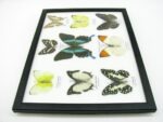Wunderschöne Schmetterlingssammlung im Bilderrahmen mit 9 echten Schmetterlingen - A-09-blumei-06 – Bild 9