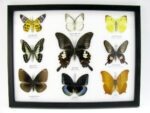 Wunderschöne Schmetterlingssammlung im Bilderrahmen mit 9 echten Schmetterlingen - A-09-helen-01 – Bild 12