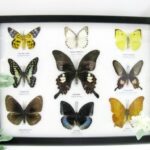 Wunderschöne Schmetterlingssammlung im Bilderrahmen mit 9 echten Schmetterlingen - A-09-helen-01
