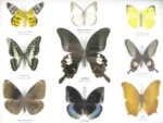 Wunderschöne Schmetterlingssammlung im Bilderrahmen mit 9 echten Schmetterlingen - A-09-helen-01 – Bild 4
