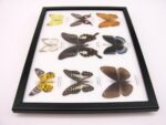Wunderschöne Schmetterlingssammlung im Bilderrahmen mit 9 echten Schmetterlingen - A-09-helen-01 – Bild 9
