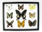 Wunderschöne Schmetterlingssammlung im Bilderrahmen mit 9 echten Schmetterlingen - A-09-helen-02 – Bild 12