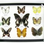 Wunderschöne Schmetterlingssammlung im Bilderrahmen mit 9 echten Schmetterlingen - A-09-helen-02