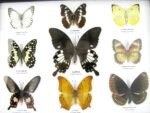 Wunderschöne Schmetterlingssammlung im Bilderrahmen mit 9 echten Schmetterlingen - A-09-helen-02 – Bild 4