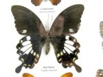 Wunderschöne Schmetterlingssammlung im Bilderrahmen mit 9 echten Schmetterlingen - A-09-helen-02 – Bild 5