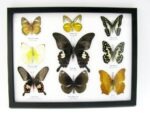 Wunderschöne Schmetterlingssammlung im Bilderrahmen mit 9 echten Schmetterlingen - A-09-helen-03 – Bild 12