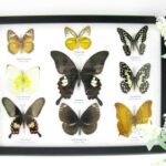 Wunderschöne Schmetterlingssammlung im Bilderrahmen mit 9 echten Schmetterlingen - A-09-helen-03