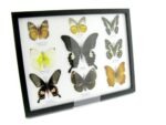 Wunderschöne Schmetterlingssammlung im Bilderrahmen mit 9 echten Schmetterlingen - A-09-helen-03 – Bild 2
