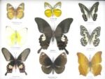 Wunderschöne Schmetterlingssammlung im Bilderrahmen mit 9 echten Schmetterlingen - A-09-helen-03 – Bild 4
