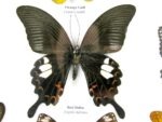 Wunderschöne Schmetterlingssammlung im Bilderrahmen mit 9 echten Schmetterlingen - A-09-helen-03 – Bild 5
