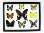 Wunderschöne Schmetterlingssammlung im Bilderrahmen mit 9 echten Schmetterlingen - A-09-helen-04 – Bild 12