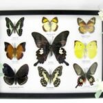 Wunderschöne Schmetterlingssammlung im Bilderrahmen mit 9 echten Schmetterlingen - A-09-helen-04