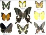 Wunderschöne Schmetterlingssammlung im Bilderrahmen mit 9 echten Schmetterlingen - A-09-helen-04 – Bild 4