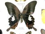 Wunderschöne Schmetterlingssammlung im Bilderrahmen mit 9 echten Schmetterlingen - A-09-helen-04 – Bild 5