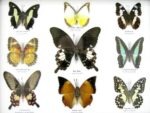 Wunderschöne Schmetterlingssammlung im Bilderrahmen mit 9 echten Schmetterlingen - A-09-helen-05 – Bild 9