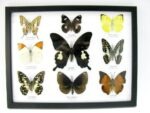 Wunderschöne Schmetterlingssammlung im Bilderrahmen mit 9 echten Schmetterlingen - A-09-helen-06 – Bild 12
