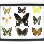 Wunderschöne Schmetterlingssammlung im Bilderrahmen mit 9 echten Schmetterlingen - A-09-helen-06