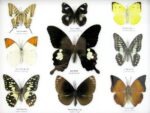 Wunderschöne Schmetterlingssammlung im Bilderrahmen mit 9 echten Schmetterlingen - A-09-helen-06 – Bild 4