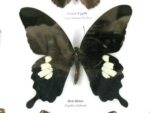Wunderschöne Schmetterlingssammlung im Bilderrahmen mit 9 echten Schmetterlingen - A-09-helen-06 – Bild 5